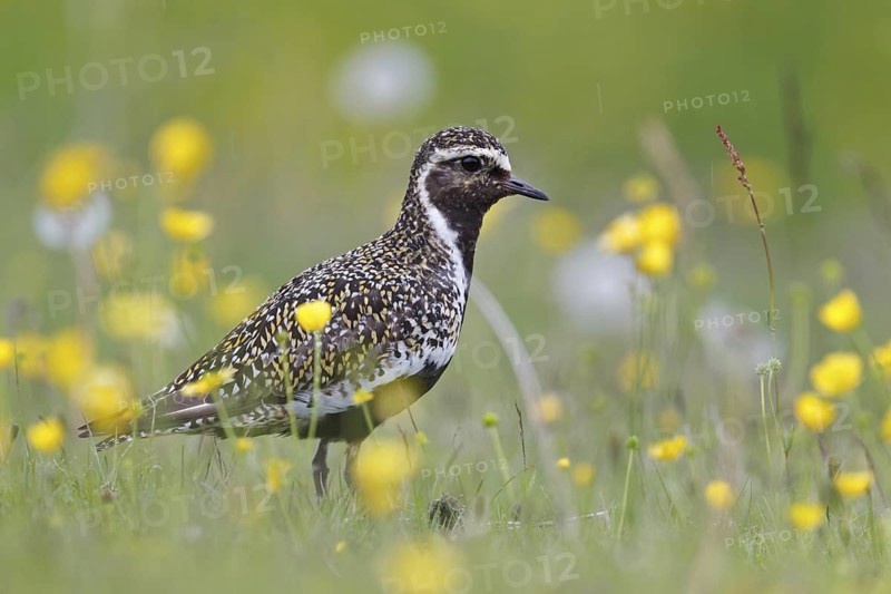 European Golden Plover (Pluvialis apricaria), Iceland