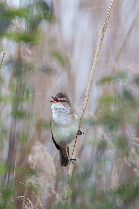 Great Reed Warbler (Acrocephalus arundinaceus) male singing, Saxony, Germany