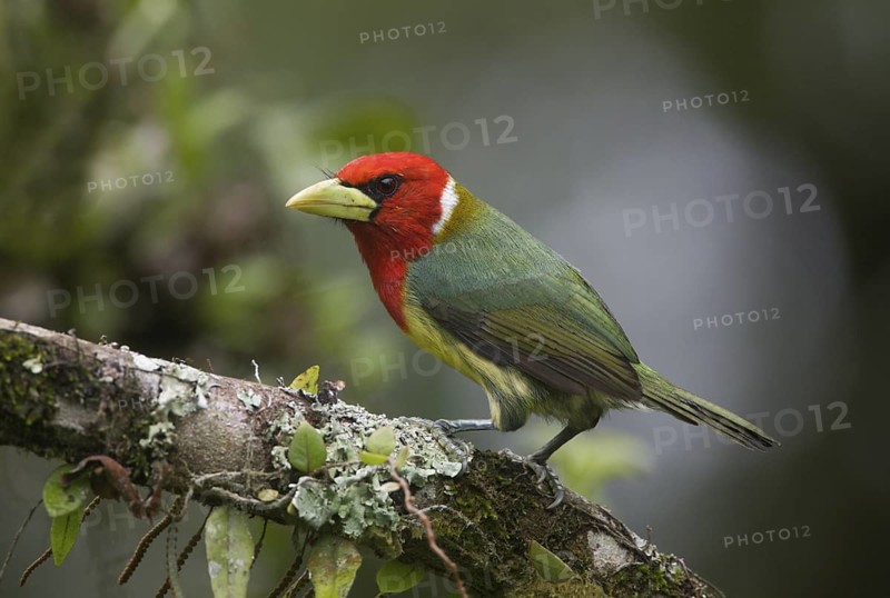 Red-headed Barbet (Eubucco bourcierii) male, Pichincha, Ecuador