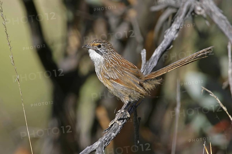 Striated Grasswren (Amytornis striatus) female, South Australia, Australia