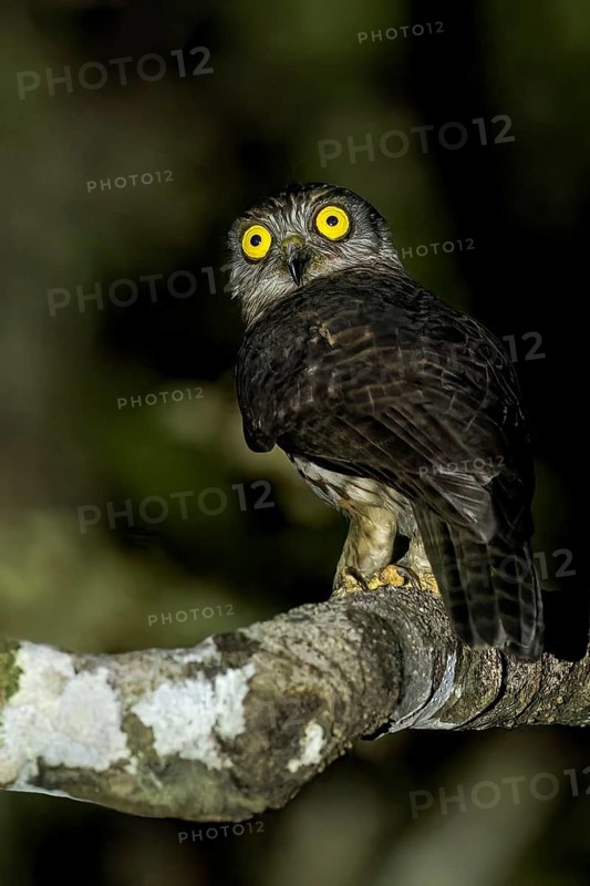 Papuan Hawk-Owl (Uroglaux dimorpha) perched on a branch in Papua New Guinea