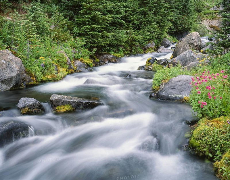 A pristine mountain stream flows over mossy rocks, surrounded by lush greenery and vibrant wildflowers, creating a peaceful and scenic landscape in Mount Rainier National Park