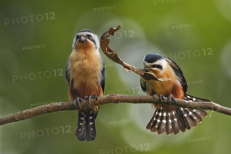 Collared Falconet (Microhierax caerulescens) pair displaying, Darjeeling, India