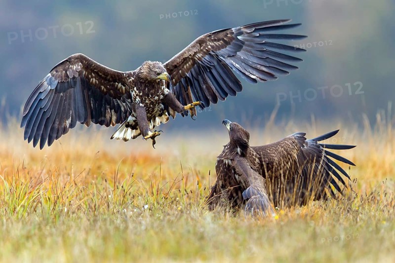 White-tailed eagle, animals, birds, birds of prey, eagle, (Haliaeetus albicill), Haliaaetus albicilla, hawk family, two, fight, fight, fighting, fighting, fighting, centrapoles, Kutno, Lodz, Poland