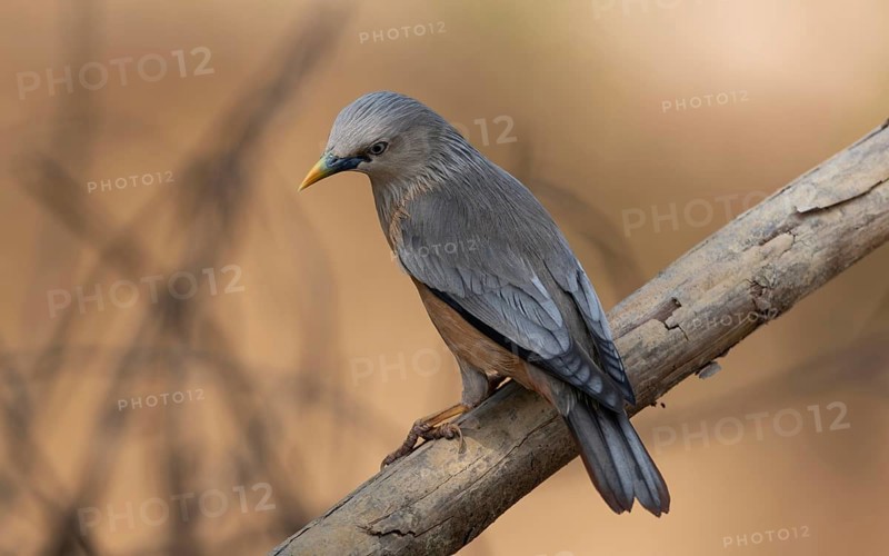 Chestnut-tailed Starling (Sturnia malabarica) perched on a dry branch, Sreepur, Gazipur, Bangladesh