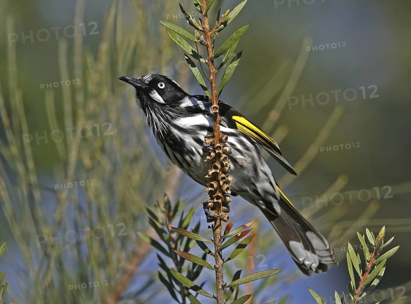 New Holland Honeyeater (Phylidonyris novaehollandiae), Victoria, Australia