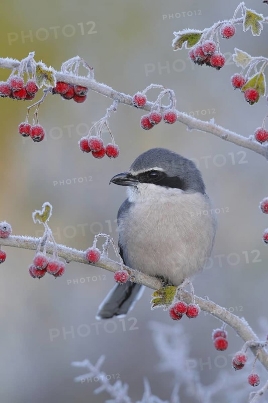 Southern Grey Shrike (Lanius meridionalis) male, Andalusia, Spain