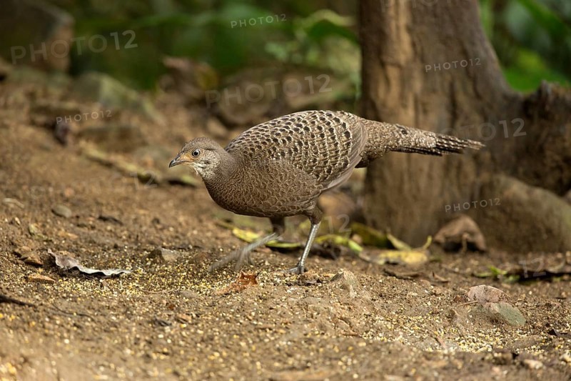 Grey Peacock-Pheasant (Polyplectron bicalcaratum) female, Yunnan, China