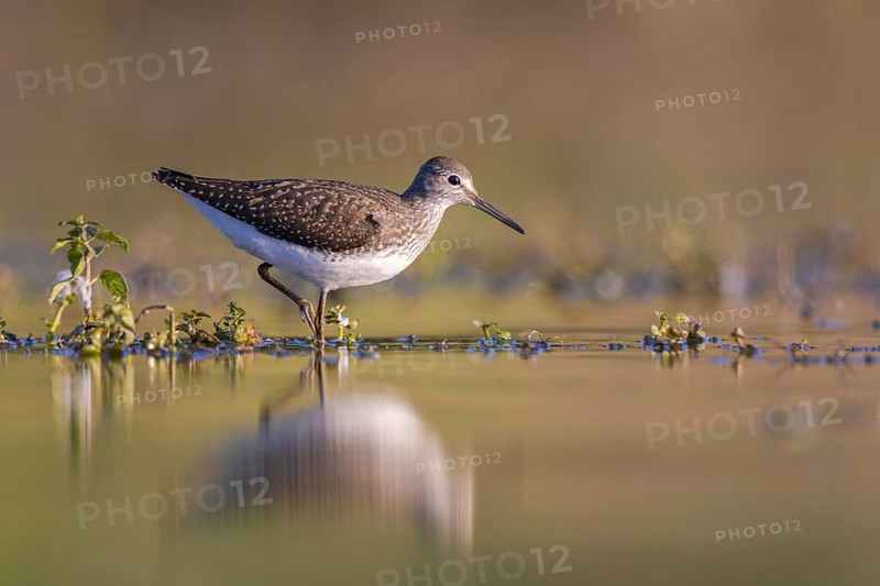 Green Sandpiper (Tringa ochropus) foraging, North Rhine-Westphalia, Germany