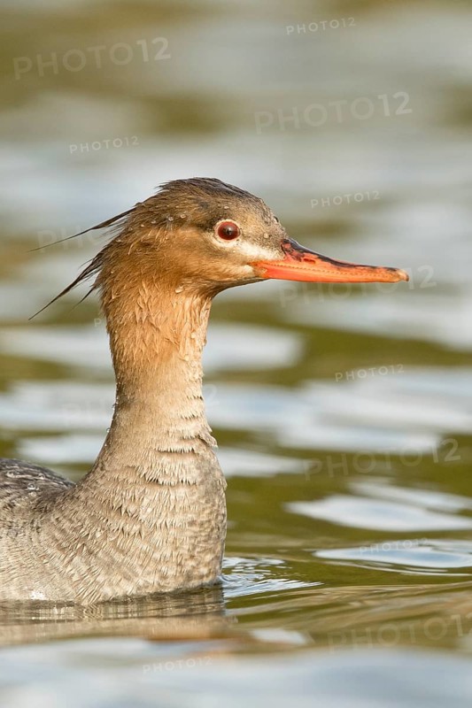 Red-breasted Merganser (Mergus serrator) female, Norway