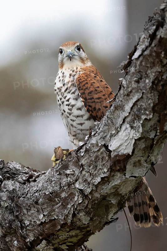 Mauritius Kestrel (Falco punctatus) with lizard prey, Mauritius
