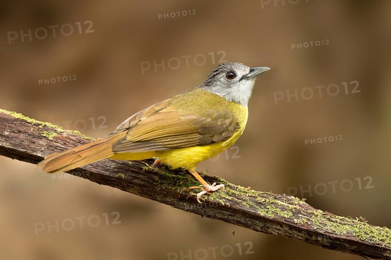 Yellow-bellied Bulbul (Alophoixus phaeocephalus), Pahang, Malaysia