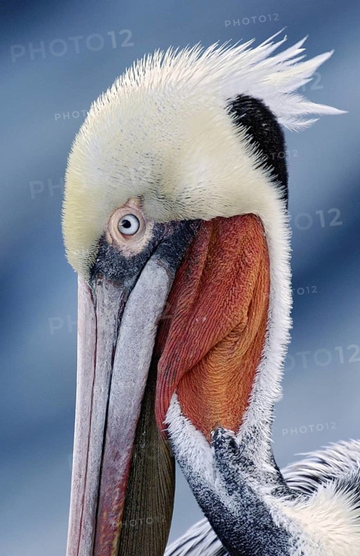 Brown Pelican (Pelecanus occidentalis), California, USA