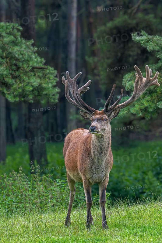 Red deer (Cervus elaphus) stag at forest edge with antlers covered in velvet in late spring