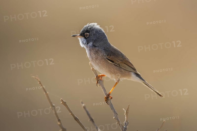 Spectacled Warbler (Sylvia conspicillata) male, Fuerteventura, Spain