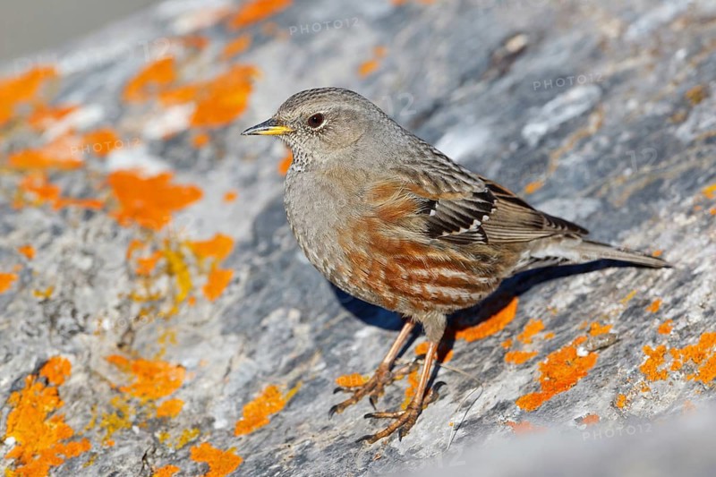 Alpine Accentor (Prunella collaris), Valais, Switzerland