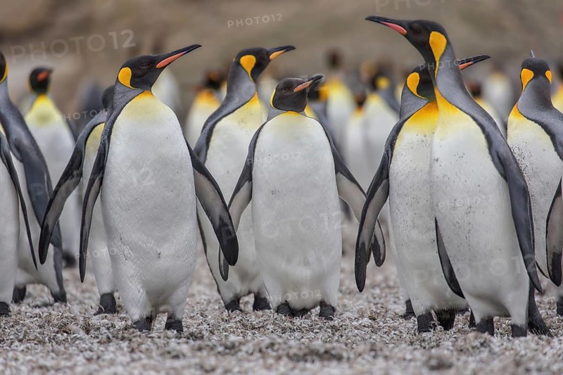 King Penguin (Aptenodytes patagonicus) group, South Georgia