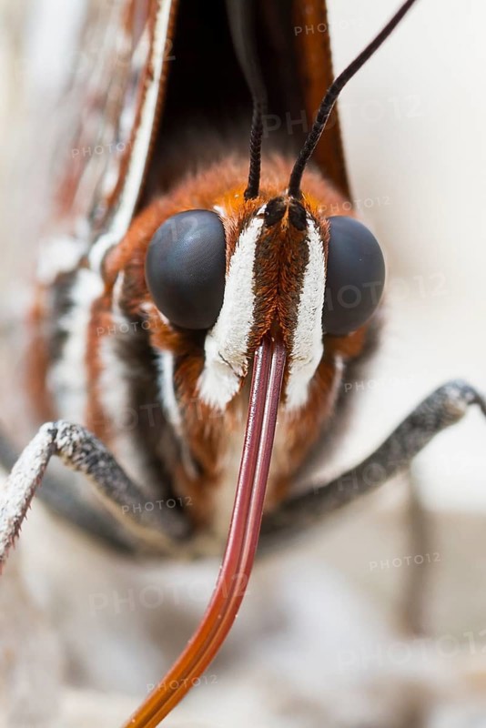 Charaxes jasius - Two-tailed Pasha - Erdbeerbaumfalter, Bosnia-Herzegowina, imago