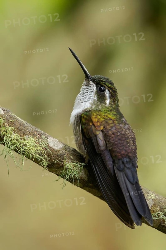 Green-throated Mountain-gem (Lampornis viridipallens) perched on a branch in Guatemala in Central America