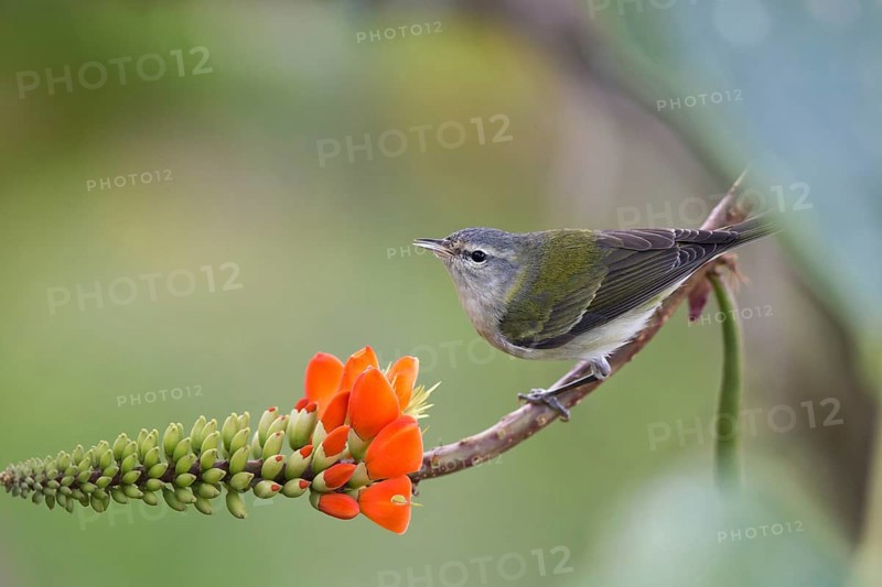 Tennessee Warbler (Leiothlypis peregrina) perched on a flowering branch, Santa Marta, Colombia