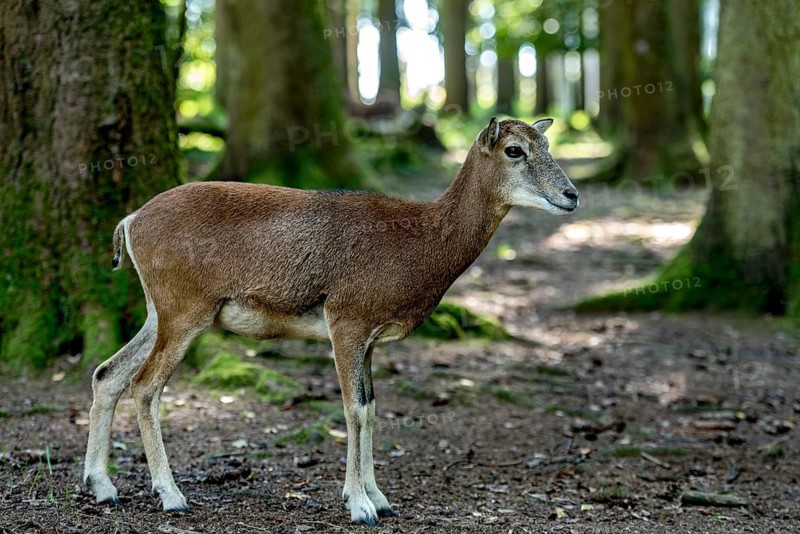 European mouflon (Ovis gmelini musimon), mouflon, female, standing in a sun-drenched forest, surrounded by tall trees Poing Wildlife Park, Upper Bavaria, Bavaria, Germany