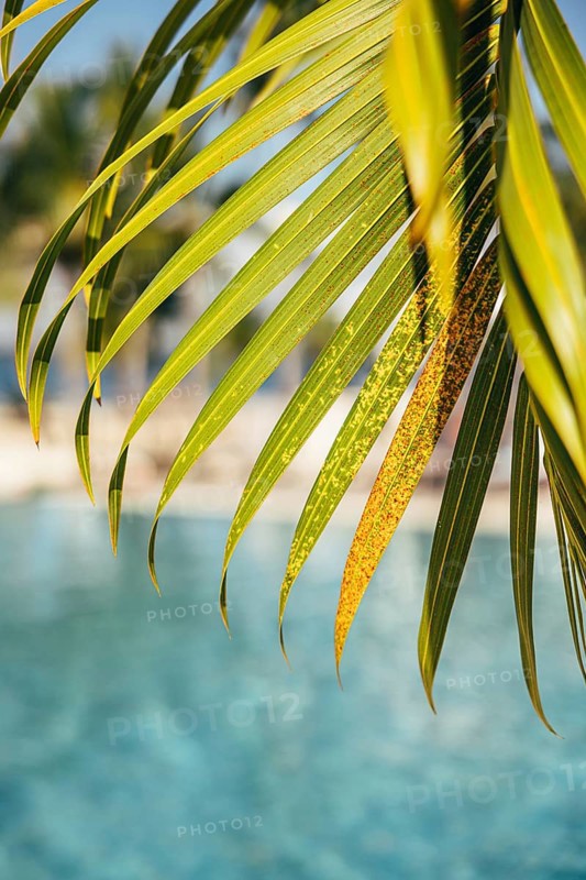 Close-up image of vibrant palm leaves with a serene blue pool backdrop, embodying a tropical paradise mood