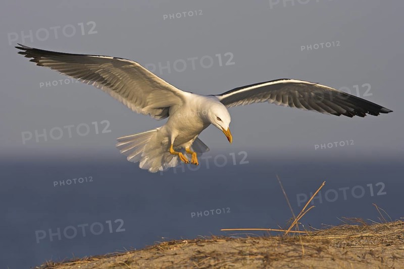 Lesser Black-backed Gull (Larus fuscus) flying