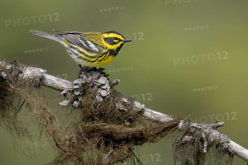 Townsend's Warbler (Setophaga townsendi) male perched on a lichen covered branch, British Columbia, Canada