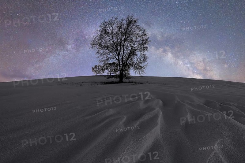 A solitary tree silhouettes against a vast, starry sky in Iceland The scene captures the serene beauty of a northern night, with the Milky Way gleaming overhead