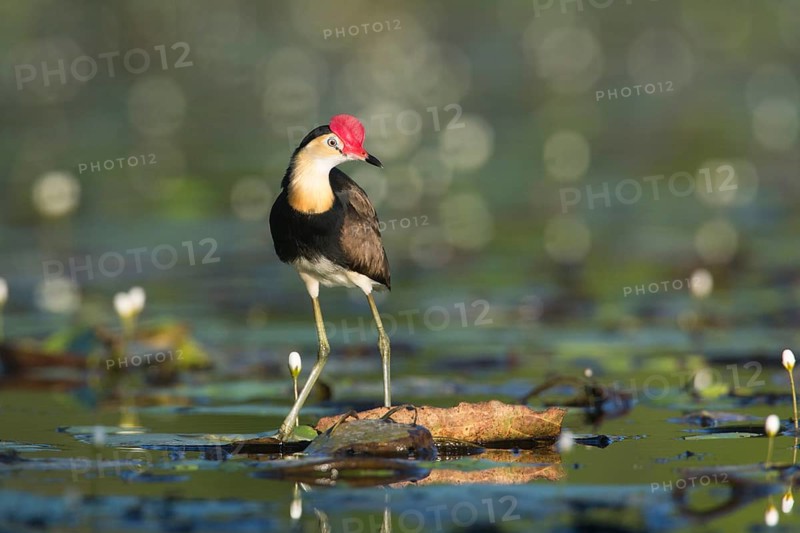 Comb-crested Jacana (Irediparra gallinacea), Queensland, Australia