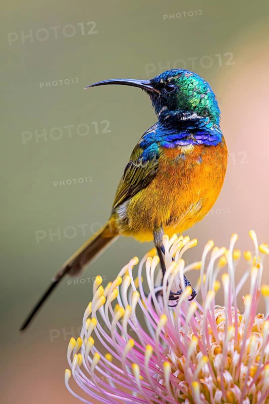 Orange-breasted sunbird (Anthobaphes violacea), Nectarinia violacea, Orange-breasted Sunbird, Souimanga orangé, Suimanga pechinaranja, Harold Porter National Botanical, Betty's Bay, Western Cape, South Africa