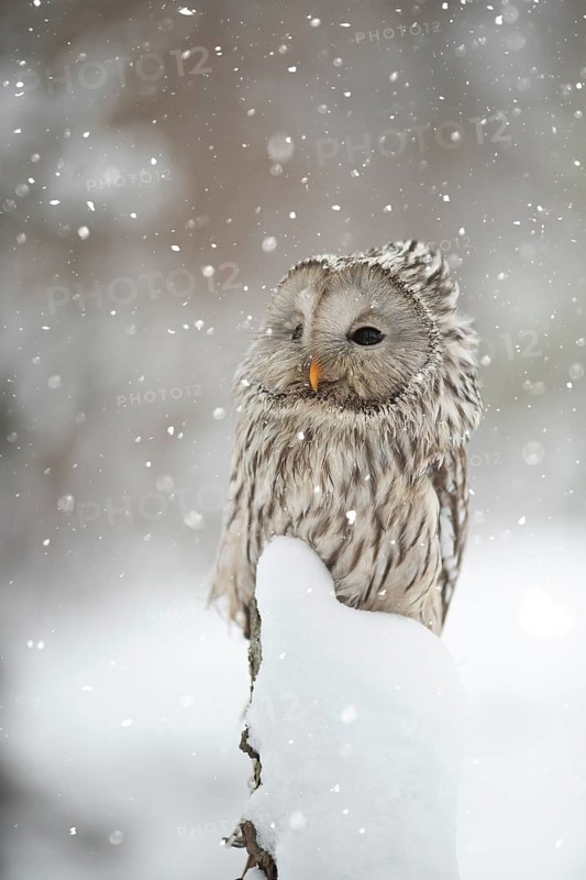 Ural Owl (Strix uralensis), captive, Baveria, Germany