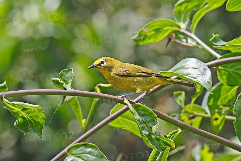 African Yellow White-eye (Zosterops senegalensis), Bwindi, Uganda
