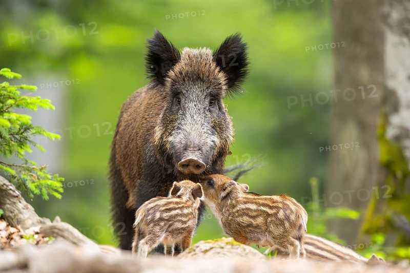 Wild boar (Sus scrofa) mother with her piglets (Squeaker) in a forest, Bavaria, Germany