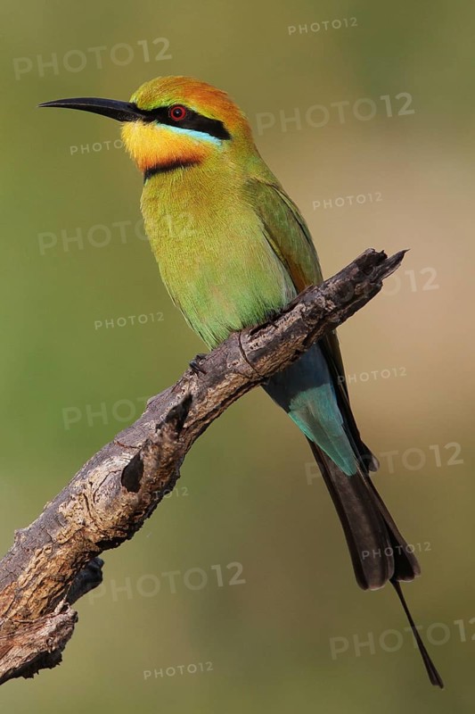 Rainbow Bee-eater (Merops ornatus), Kakadu-National-Park, Australia