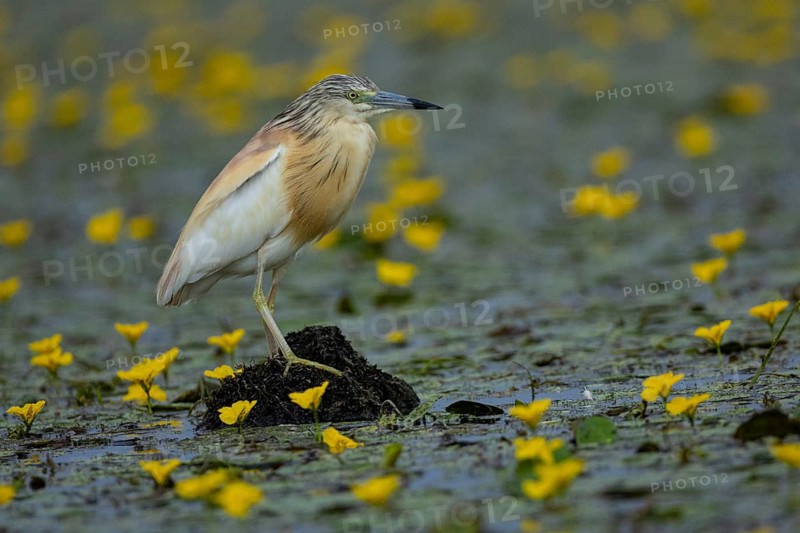 Squacco Heron (Ardeola ralloides) in the fog Hungary