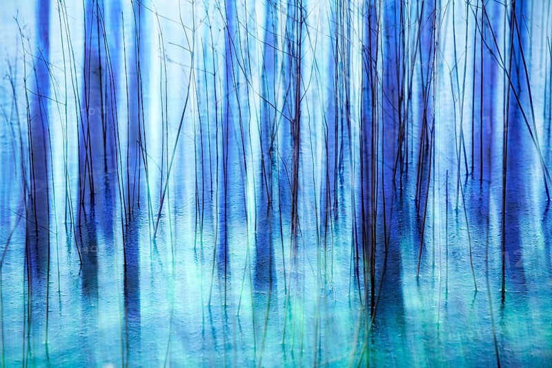 Atmospheric forest, abstract structures, wiping effect, bulb exposure