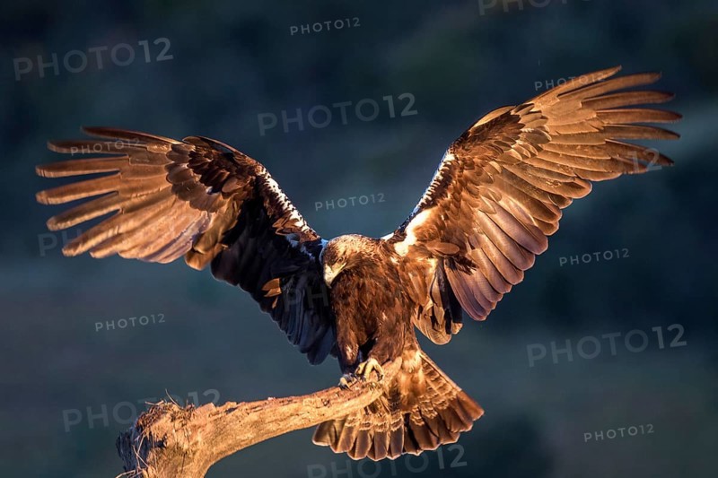Spanish Imperial Eagle (Aquila adalberti) perched on a branch, Andalusia, Spain
