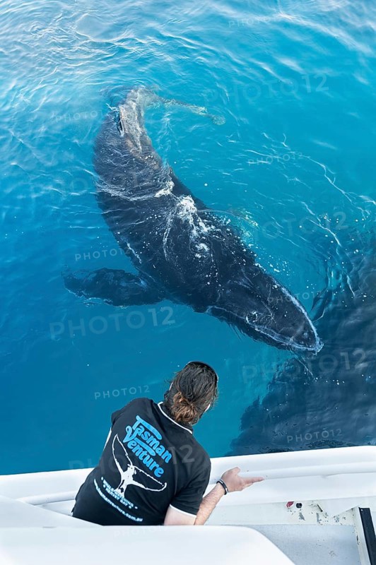 Whale watching, Hervey Bay, Queensland, Australia