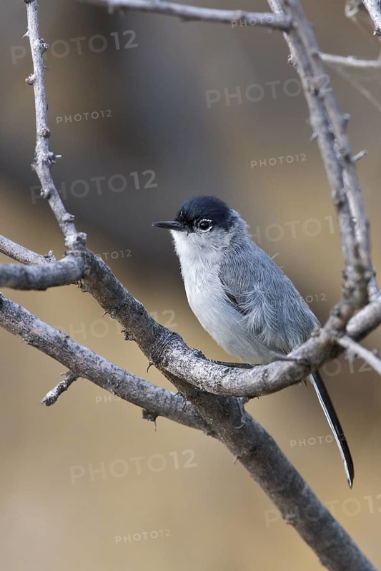Black-tailed Gnatcatcher (Polioptila melanura) perched on a branch in southern Arizona, USA