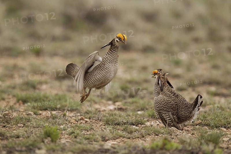 Lesser Prairie Chicken (Tympanuchus pallidicinctus) male, New Mexico, USA