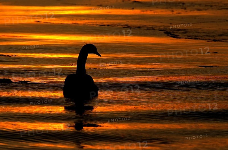 Mute Swan (Cygnus olor) at sunset on the Baltic Sea, Mecklenburg-Western Pomerania, Germany