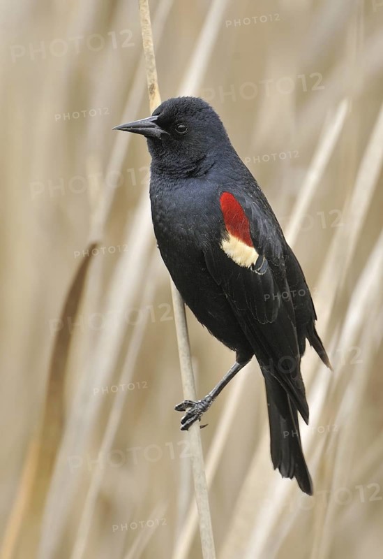Tricolored Blackbird (Agelaius tricolor) male, California, USA
