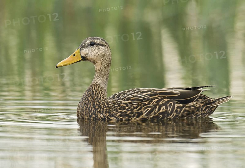 Mottled Duck (Anas fulvigula), Florida, USA