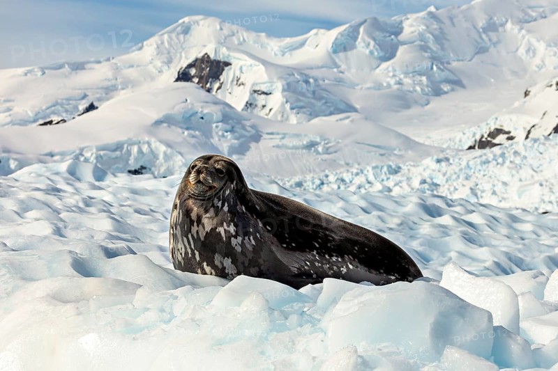 A seal rests on the ice, surrounded by snow-covered mountains in a cold Arctic landscape, Weddell seal (Leptonychotes weddellii) on an ice floe in the Antarctic