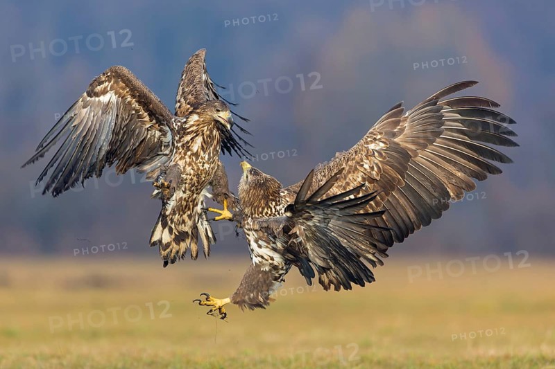 Two fighting sea eagles fighting over their prey, (Haliaeetus albicilla), Haliaaetus albicilla, animals, birds, birds of prey, centrapoles, Kutno, Lodz, Poland