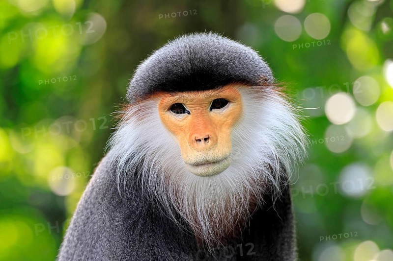 Red-shanked monkey (Pygathrix nemaeus), adult, portrait, relaxed, Southeast Asia