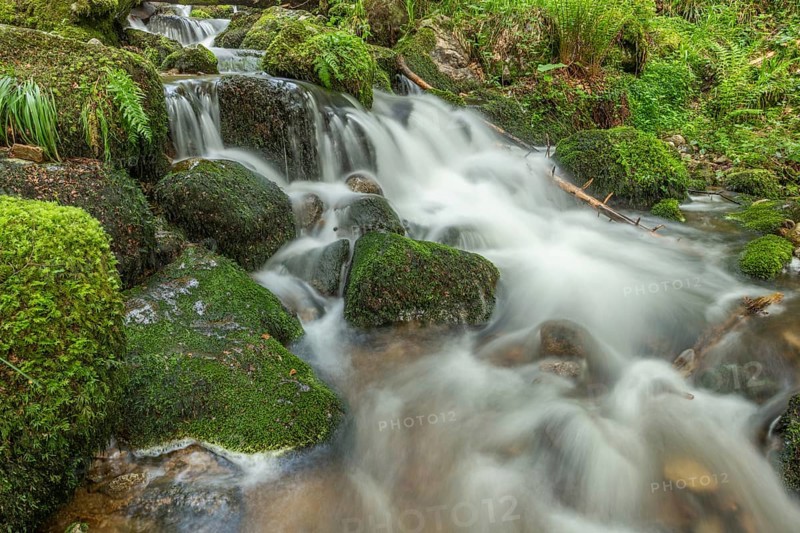 Water in a stream flows across moss-covered rocks. The scene is set in the forest in spring, with soft light streaming through the trees. Vosges, France