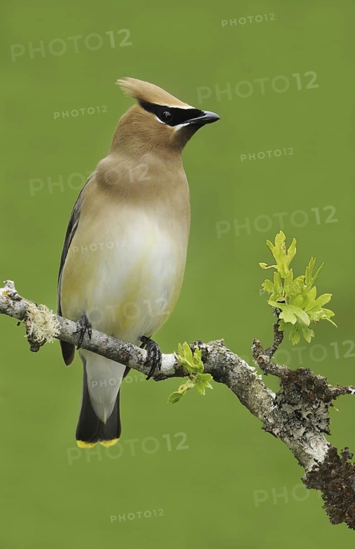 Cedar Waxwing (Bombycilla cedrorum), British Columbia, Canada