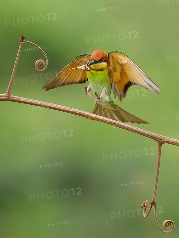 Chestnut-headed Bee-eater (Merops leschenaulti) landing with dragonfly in beak on a twig, Westbengal, India